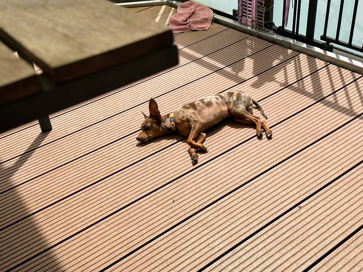 a photo of my dog, laying on the balcony